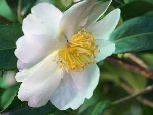 Camellia japonica ‘Shin-Akebono’