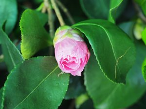 Camellia sasanqua ‘Waterfall Pink’