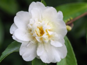 Camellia x oleifera ‘Winters Snowman’