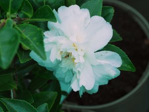 Camellia sasanqua ‘Alba Plena’