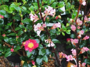 Viburnum bodnantense ‘Dawn’ and Camellia x vernalis ‘Yuletide’