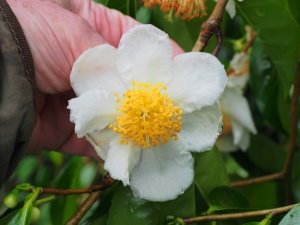 Camellia oleiferas