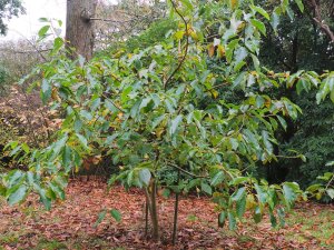 Magnolia x weisneri