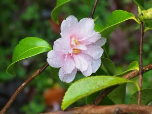 Camellia sasanqua ‘Winter’s Dream’