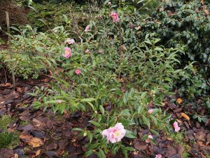 Camellia sasanqua ‘Sugar Dream’