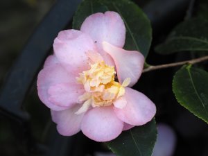 Camellia sasanqua ‘Winter’s Interlude’