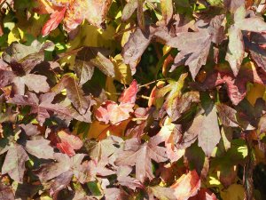 Liquidambar styracifolia ‘Oconee’