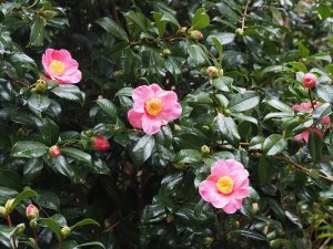Camellia x williamsii ‘Carolyn Williams’