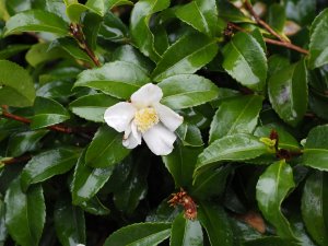 white Camellia sasanquas