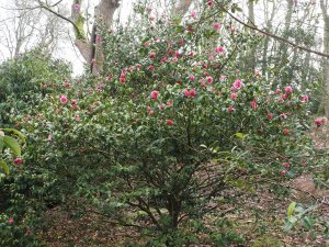 Camellia x williamsii ‘George Blandford’