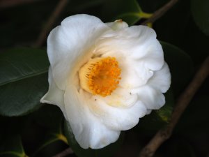 Camellia ‘Alba Simplex’