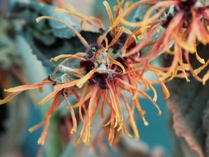 Hamamelis x intermedia ‘Copper Beauty’ (syn. ‘Jelena’)