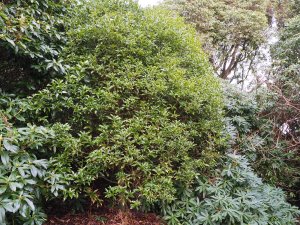 Lithocarpus lepidocarpus