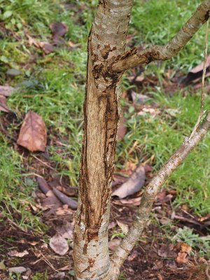 Lithocarpus corneus