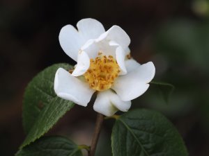 Camellia grisjii