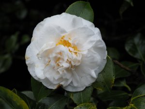 Camellia ‘Jury’s Yellow’