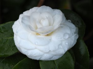 Camellia x williamsii ‘Jorey Carlyon’