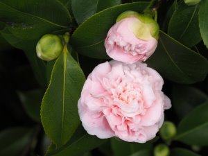 Camellia x williamsii ‘Debutante’