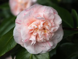 Camellia ‘Margherita Coleoni’