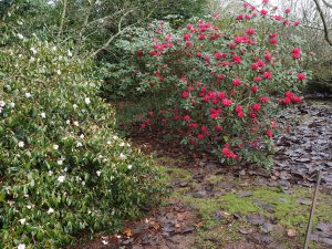 Camellia ‘Winton’ and Rhododendron ‘Winter Intruder’