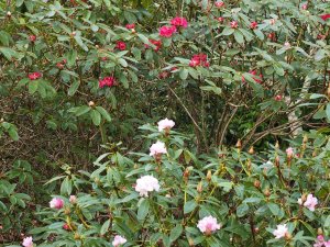 Rhododendron ‘Christmas Cheer’ and Rhododendron ‘Winter Intruder’