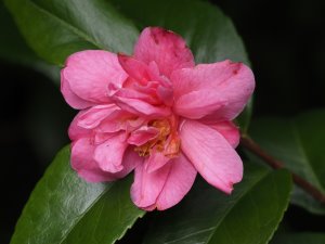 Camellia lutchuense hybrid