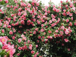 Camellia x williamsii hybrids