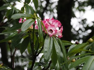 Rhododendron arboreum subsp. cinnamomium