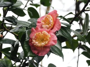 Camellia ‘Hatsu-Zakura’