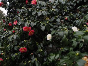 Camellia ‘Lady Clare’ and Camellia ‘Noblissima’