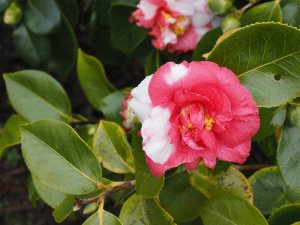 Camellia ‘Nagasaki’