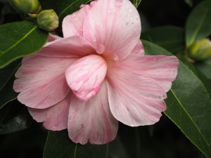Camellia x williamsii ‘Galaxie’