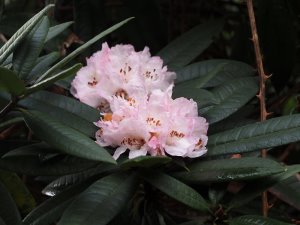 arboreum hybrid
