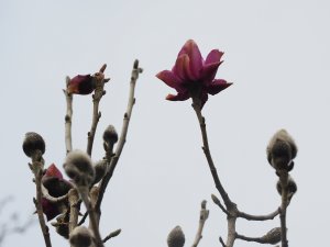 Magnolia ‘Lanarth’