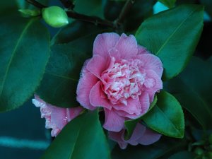 Camellia ‘Holfordiana’
