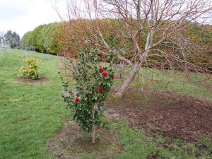 Camellia ‘Takanini’ and Tilia cordata ‘Winter Orange’