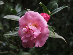 Camellia x williamsii ‘Gay Time’