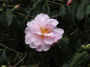 Camellia x williamsii ‘Citation’