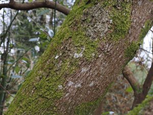 Cinnamomum japonicum mature bark