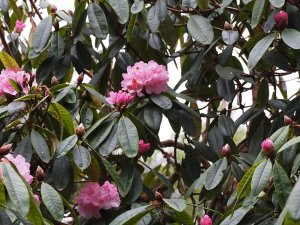 Rhododendron arboreum hybrid