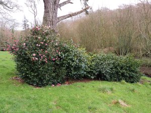 camellia windbreak