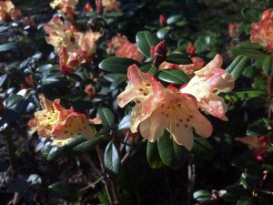 Rhododendron ‘Golden Oriole Busaco’