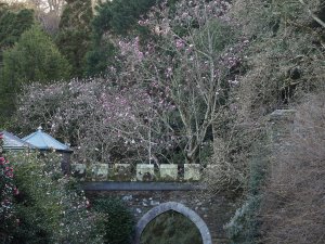 Magnolias through the archway