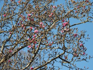 Magnolia ‘Caerhays Belle’ seedling