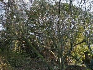 Prunus cerasifera ‘Pissardii’