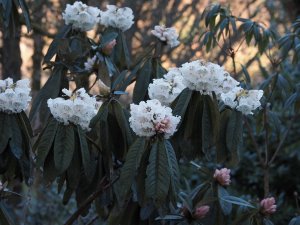 Rhododendron grande seedling