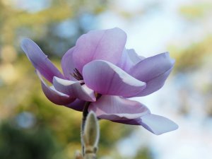 Magnolia sprengeri ‘Copeland Court’