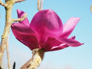 Magnolia campbellii subsp. mollicomata ‘Werrington’