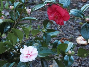Camellia ‘Debutante’ and Camellia ‘Adolphe Audusson’