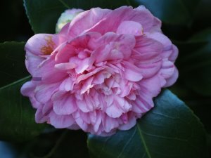 Camellia ‘Duchess Decaze’
